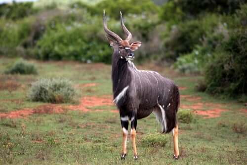Habitat e dieta del nyala, un'antilope sudafricana