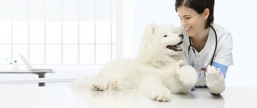 Trattamento dell'ipotiroidismo nei cani. Cane con veterinaria.