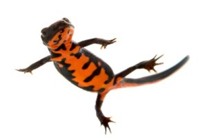 Tritone dal ventre di fuoco: attenzioni e caratteristiche