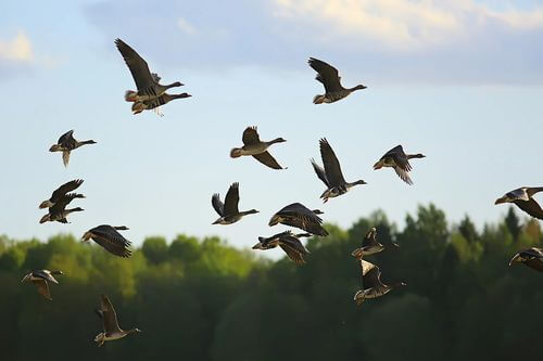 Uccelli migratori.
