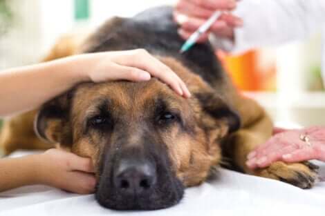 Cane viene vaccinato dal veterinario.