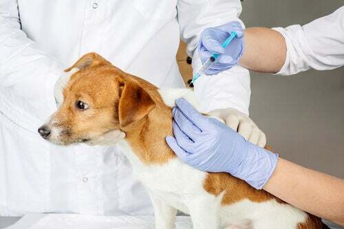 Vaccinare il cane: i vaccini obbligatori, quando farli e perché