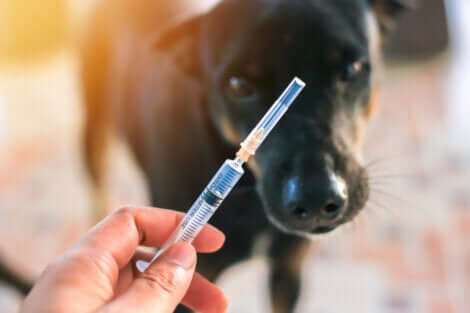 Siringa per somministrare vaccino fondamentale per i cani.