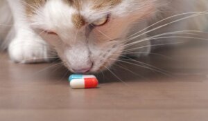 Come proteggere il gatto dalle intossicazioni domestiche