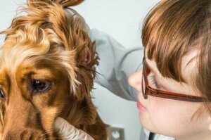 Otoematoma dell'orecchio nei cani e nei gatti