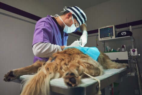 Chirurgo veterinario opera un cane.