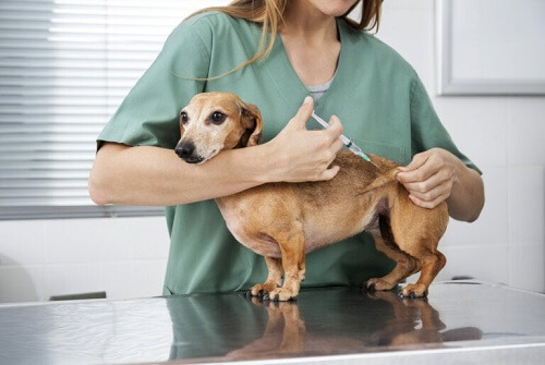Quali sono i vaccini fondamentali per i cani?