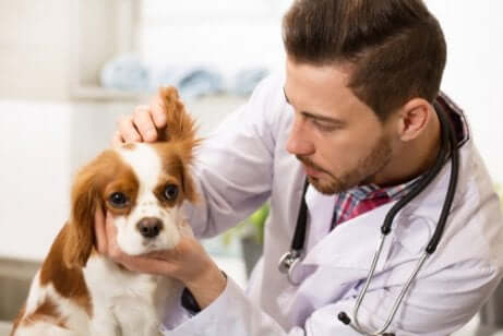 Conti dei veterinari: visita veterinaria.