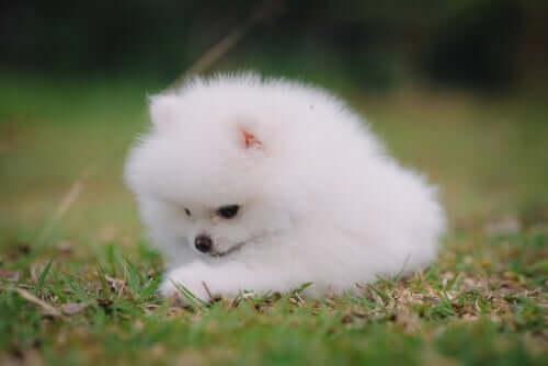 Piccolo volpino italiano.