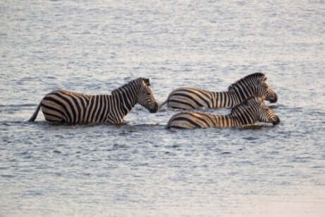 Zebra delle pianure: zebre al guado.