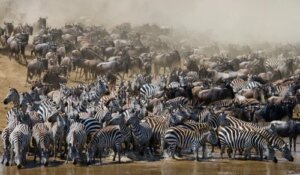 Animali migratori: quali sono e perché si spostano?