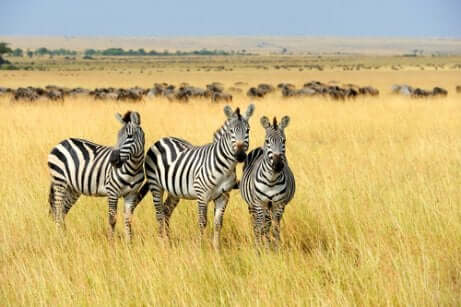 Zebre nella savana.