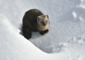 Zibellino: habitat del mammifero dalla morbida pelliccia