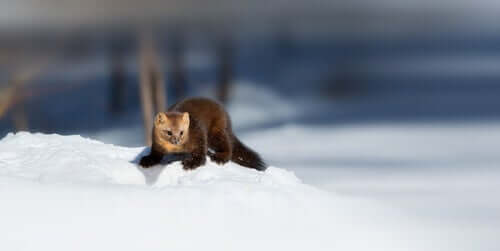 Zibellino sulla neve.