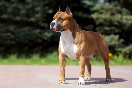 Amstaff di colore marrone.