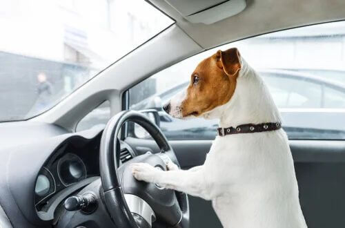 Trasportare un animale in auto: cosa dice la normativa?