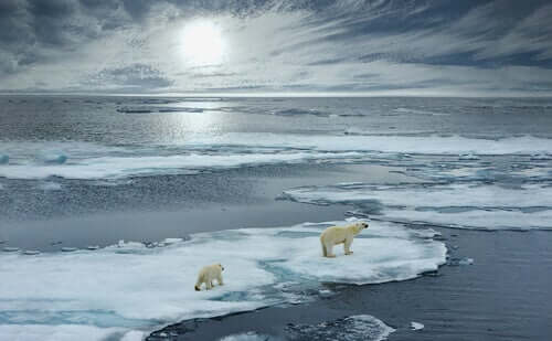 4 magnifici animali che abitano l'Artico