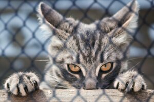 Gli artigli del gatto: a cosa servono e come prendersene cura