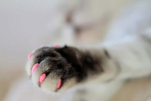 Gli artigli retrattili del gatto.