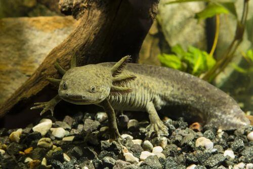 Assolotto o axolotl.