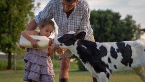 Bambina che offre del latte a una mucca.