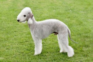 Bedlington terrier: caratteristiche e carattere