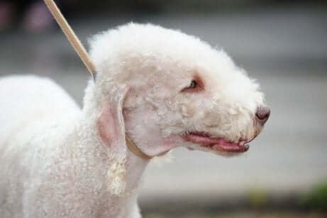 Bedlington terrier al guinzaglio.
