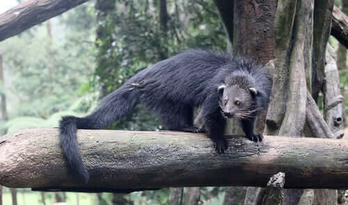 Il binturong e la coda prensile.