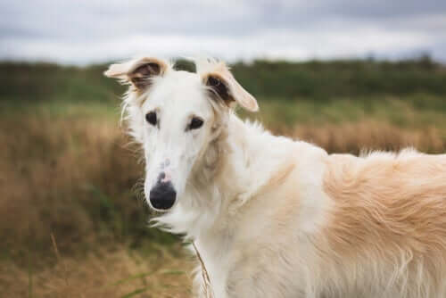 Temperamento del borzoi.