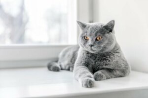 British shorthair: consigli per prendersi cura di questo elegante micio