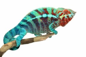 Camaleonte pantera (Furcifer pardalis): cure in cattività