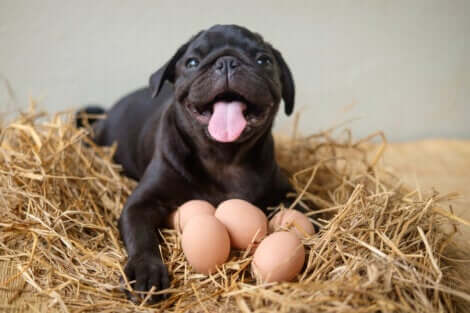 I cani possono mangiare uova? Cane contento con delle uova.