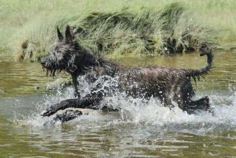 Cane da Pastore di Piccardia in acqua.