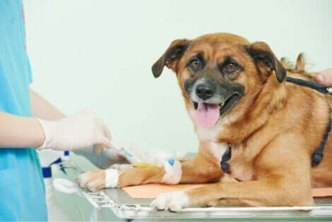 Disfunzioni del tratto urinario: cane dal veterinario.