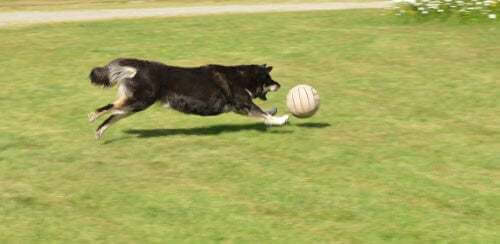 Cane che insegue una palla.