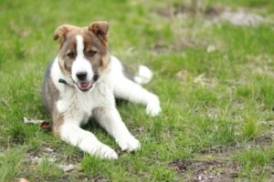 Quali sono le cause dell'atassia nei cani?