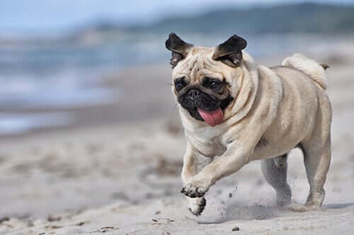Carlino che corre sulla spiaggia.