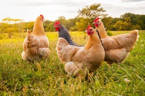 Coccidiosi nei polli: cosa la causa e come prevenirla