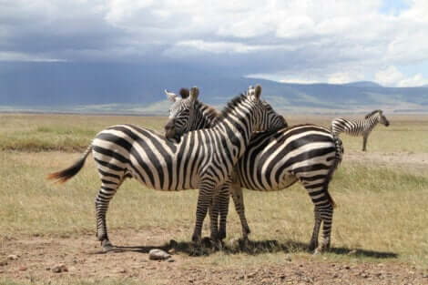 Gli animali possiedono una coscienza? Coppia di zebre.