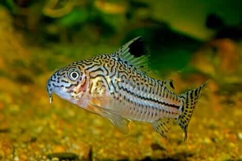 Pesci da fondo: Corydoras.