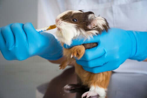 Roditore dal veterinario.