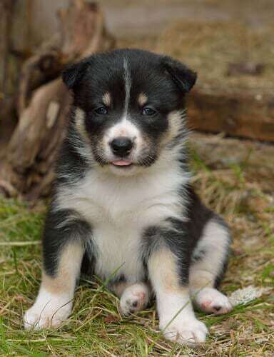 Cucciolo di cane lappone.
