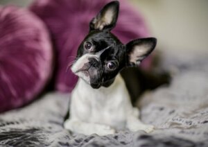 Come prendersi cura dei cuccioli di Boston terrier
