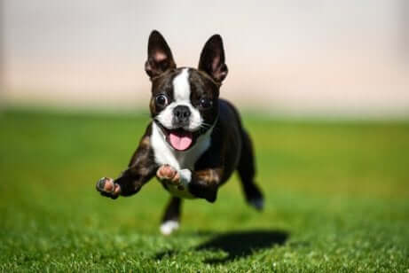 Cucciolo di Boston terrier che corre su un prato.