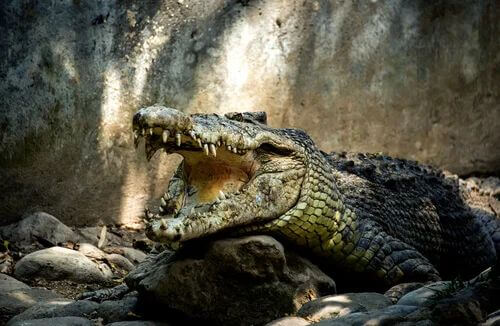 Curiosità sui coccodrilli: sono animali aggressivi?
