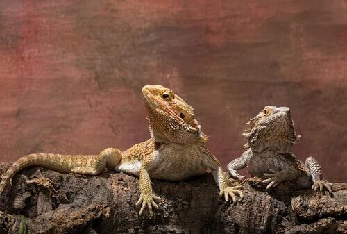 Drago barbuto alimentazione.