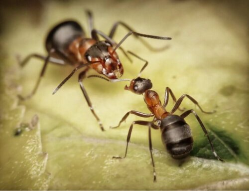 5 curiosità sulle formiche legionarie