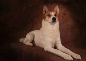 Norrbotten spitz: caratteristiche e cure