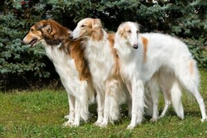 Il Borzoi: un elegante cane originario della Russia