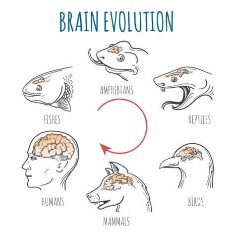 Evoluzione del cervello negli animali.